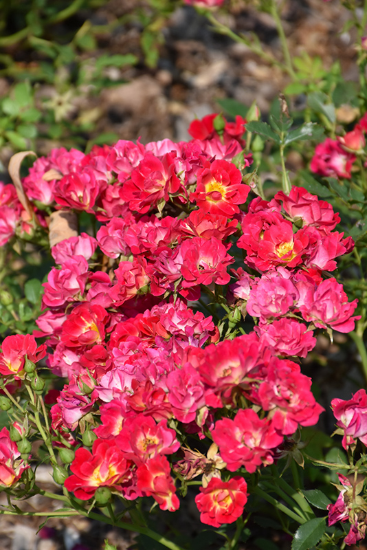 Pink Drift Rose (Rosa 'Meijocos') at Plants Unlimited