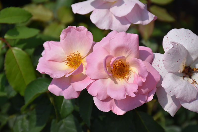Peachy Knock Out Rose (Rosa 'Radgor') at Plants Unlimited