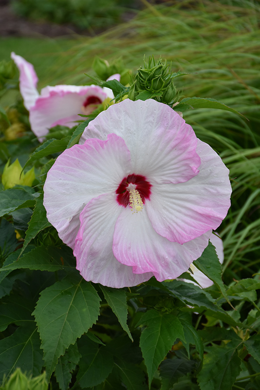 Summerific Ballet Slippers Hibiscus (Hibiscus 'Ballet Slippers') at Plants Unlimited