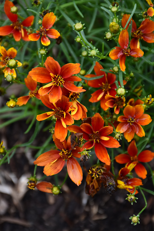 Sizzle And Spice Crazy Cayenne Tickseed (Coreopsis verticillata 'Crazy Cayenne') at Plants Unlimited