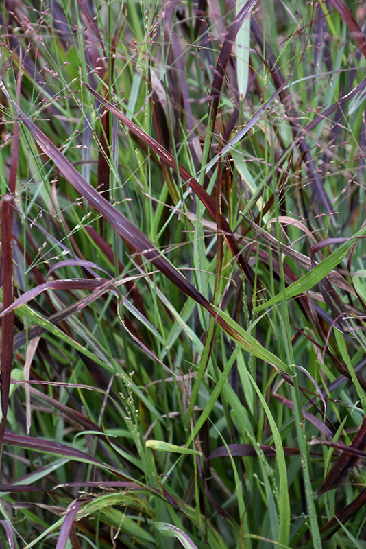 Cheyenne Sky Switch Grass (Panicum virgatum 'Cheyenne Sky') at Plants Unlimited