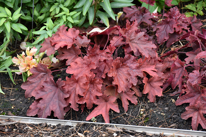 Fun and Games Red Rover Foamy Bells (Heucherella 'Red Rover') at Plants Unlimited