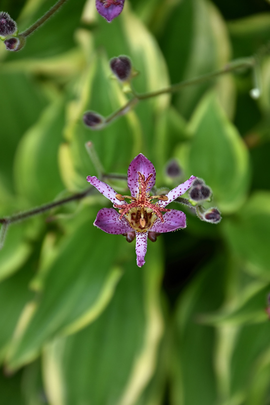 Autumn Glow Toad Lily (Tricyrtis formosana 'Autumn Glow') at Plants Unlimited