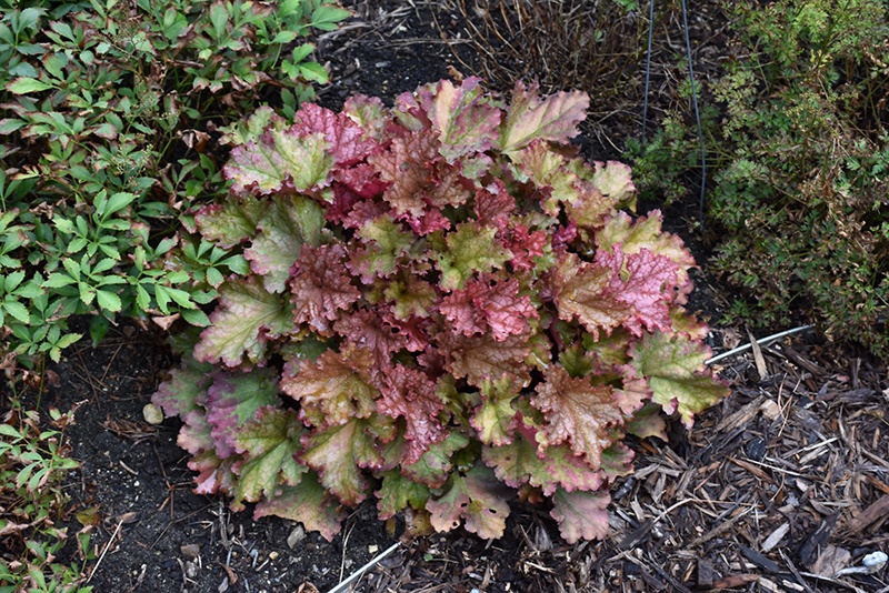 Peachberry Ice Coral Bells (Heuchera 'Peachberry Ice') at Plants Unlimited