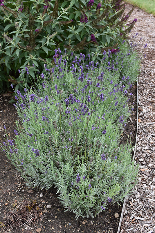 Sweet Romance Lavender (Lavandula angustifolia 'Kerlavangem') at Plants Unlimited