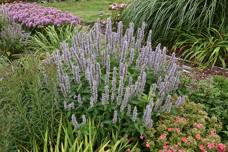Blue Fortune Anise Hyssop (Agastache 'Blue Fortune') at Plants Unlimited