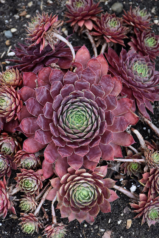Peggy Hens And Chicks (Sempervivum 'Peggy') at Plants Unlimited