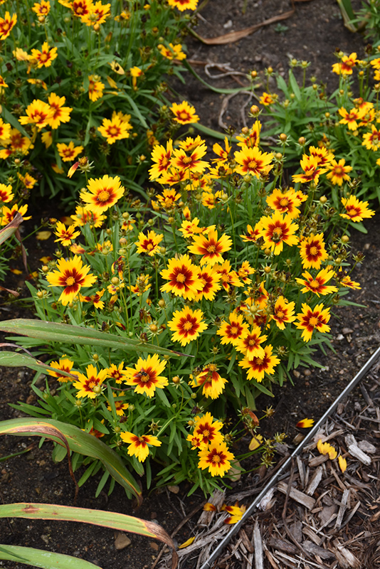 UpTick Gold and Bronze Tickseed (Coreopsis 'Baluptgonz') at Plants Unlimited