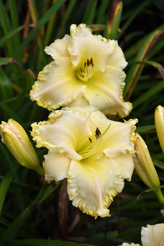 Marquee Moon Daylily (Hemerocallis 'Marquee Moon') at Plants Unlimited