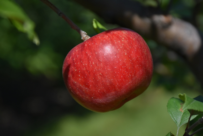 Wolf River Apple (Malus 'Wolf River') at Plants Unlimited