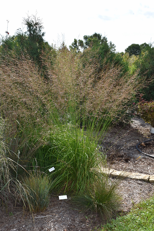 Skyracer Moor Grass (Molinia caerulea 'Skyracer') at Plants Unlimited