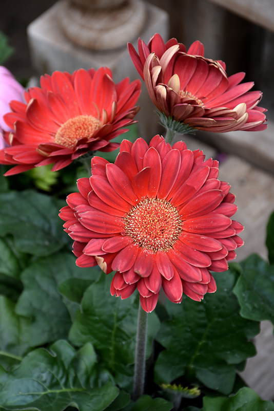Red Gerbera Daisy (Gerbera 'Red') at Plants Unlimited