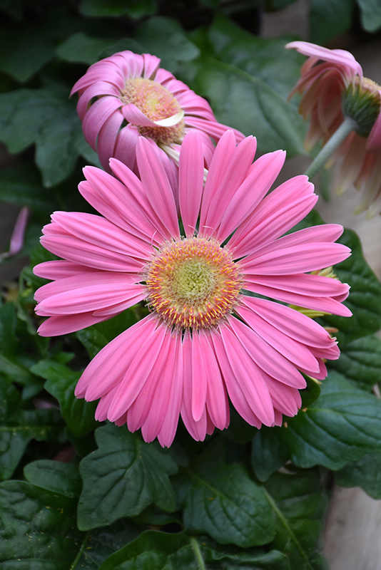 Pink Gerbera Daisy (Gerbera 'Pink') at Plants Unlimited
