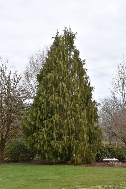 Weeping Nootka Cypress (Chamaecyparis nootkatensis 'Pendula') at Plants Unlimited