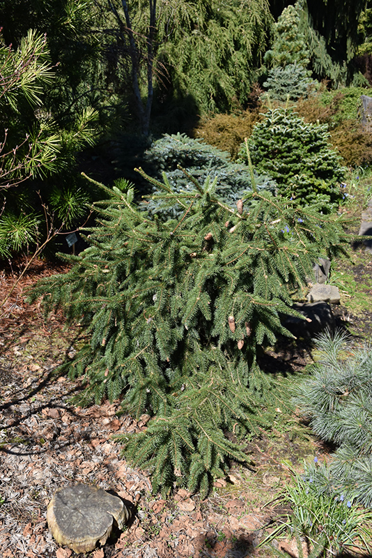 Red Cone Spruce (Picea abies 'Acrocona') at Plants Unlimited