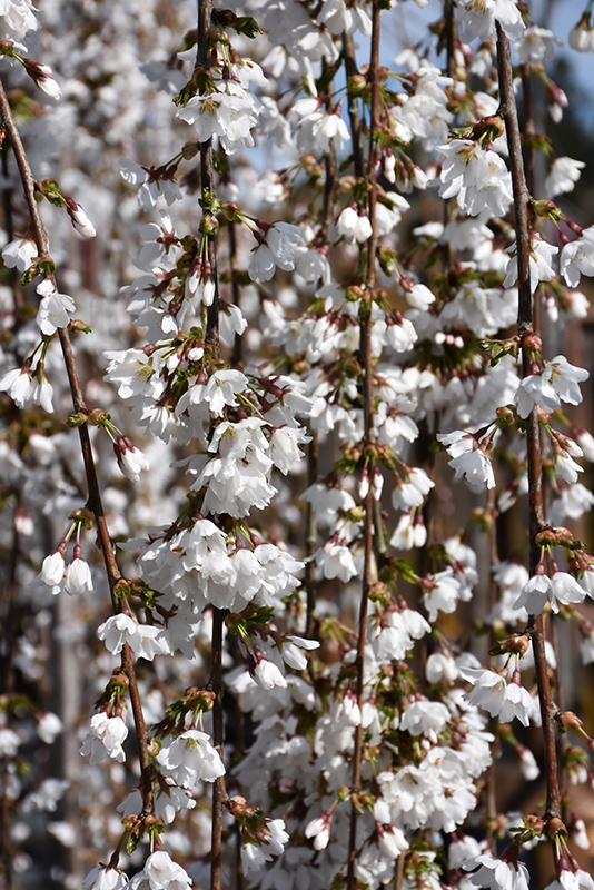 Snow Fountains Yoshino Cherry (Prunus 'Snow Fountains') at Plants Unlimited