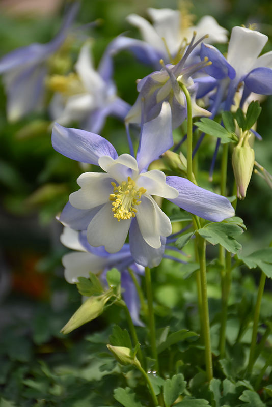 Kirigami Deep Blue and White Columbine (Aquilegia caerulea 'Kirigami Deep Blue and White') at Plants Unlimited