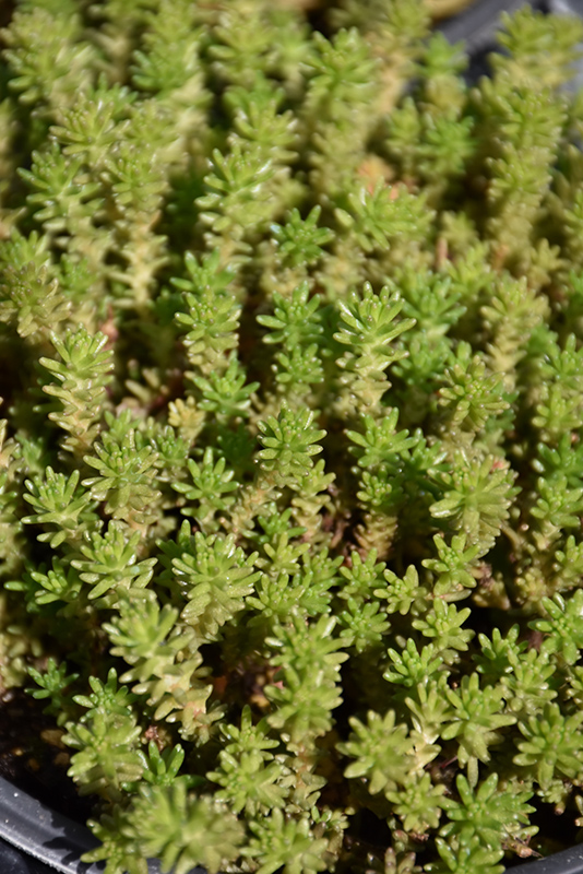 Six Row Stonecrop (Sedum sexangulare) at Plants Unlimited