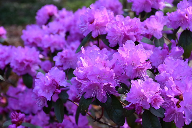 P.J.M. Elite Rhododendron (Rhododendron 'P.J.M. Elite') at Plants Unlimited