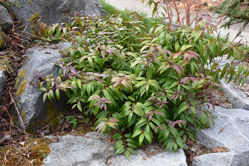 Coast Fetterbush (Leucothoe axillaris) at Plants Unlimited