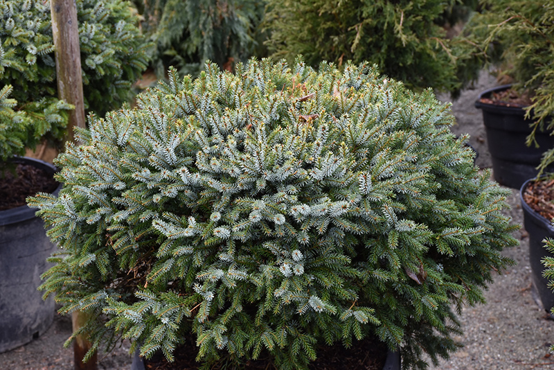 Dwarf Serbian Spruce (Picea omorika 'Nana') at Plants Unlimited