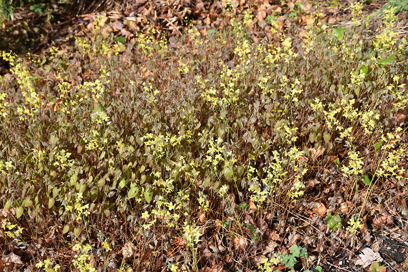 Colchian Barrenwort (Epimedium pinnatum var. colchicum) at Plants Unlimited
