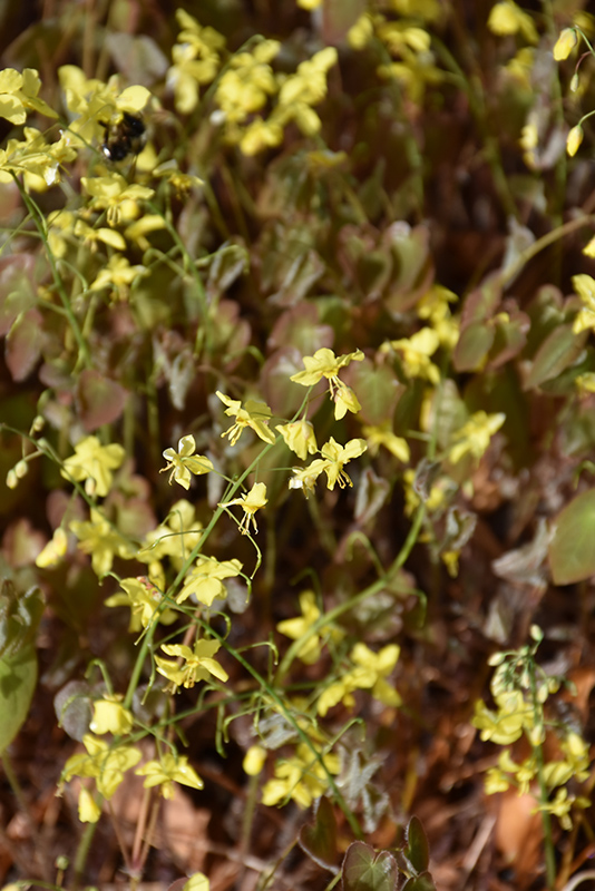 Colchian Barrenwort (Epimedium pinnatum var. colchicum) at Plants Unlimited