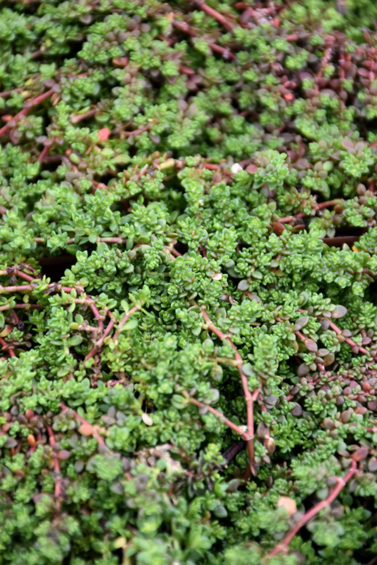 Rupturewort (Herniaria glabra) at Plants Unlimited