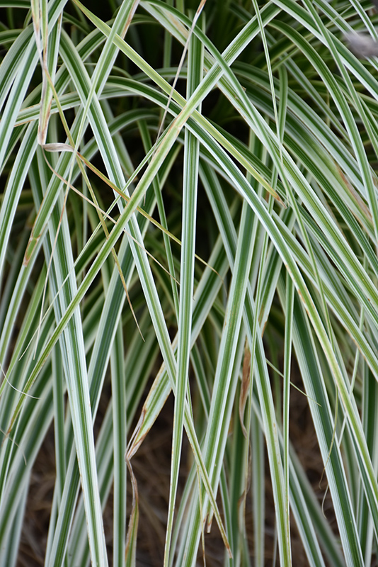 Feather Falls Sedge (Carex oshimensis 'Feather Falls') at Plants Unlimited