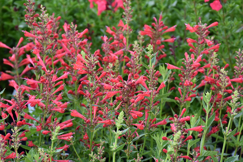 Kudos Red Hyssop (Agastache 'Kudos Red') at Plants Unlimited
