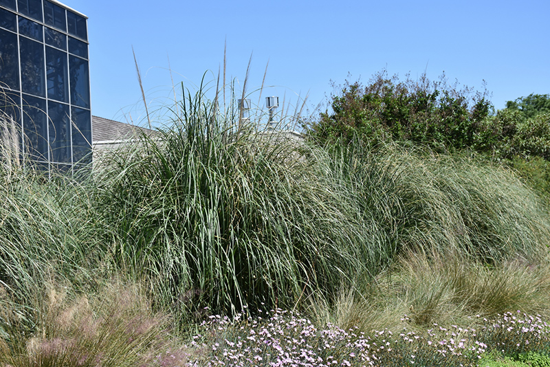 Pumila Pampas Grass (Cortaderia selloana 'Pumila') at Plants Unlimited