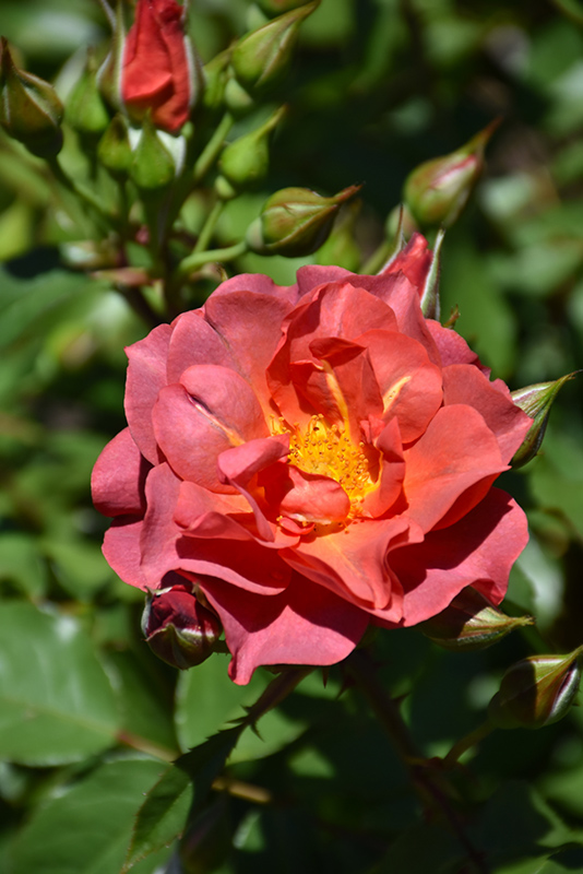 Cinco de Mayo Rose (Rosa 'Cinco de Mayo') at Plants Unlimited