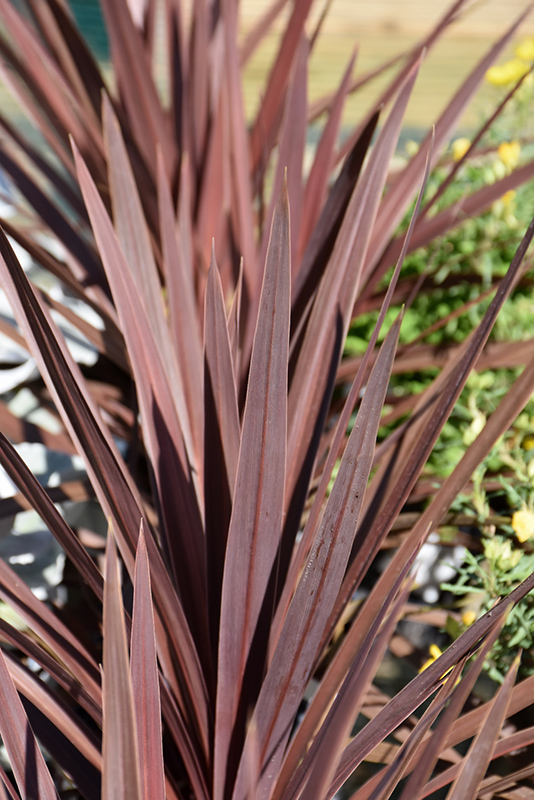 Red Star Red Grass Tree (Cordyline australis 'Red Star') at Plants Unlimited