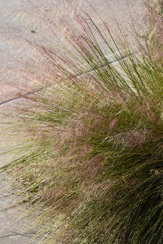 Hairawn Muhly (Muhlenbergia capillaris) at Plants Unlimited