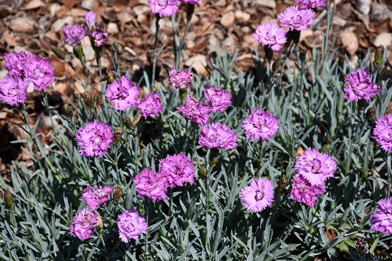 Mountain Frost Silver Strike Pinks (Dianthus 'KonD1039K1') at Plants Unlimited