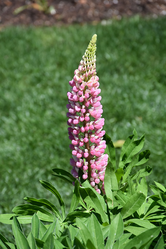 Lupini Pink Shades Lupine (Lupinus polyphyllus 'Lupini Pink Shades') at Plants Unlimited
