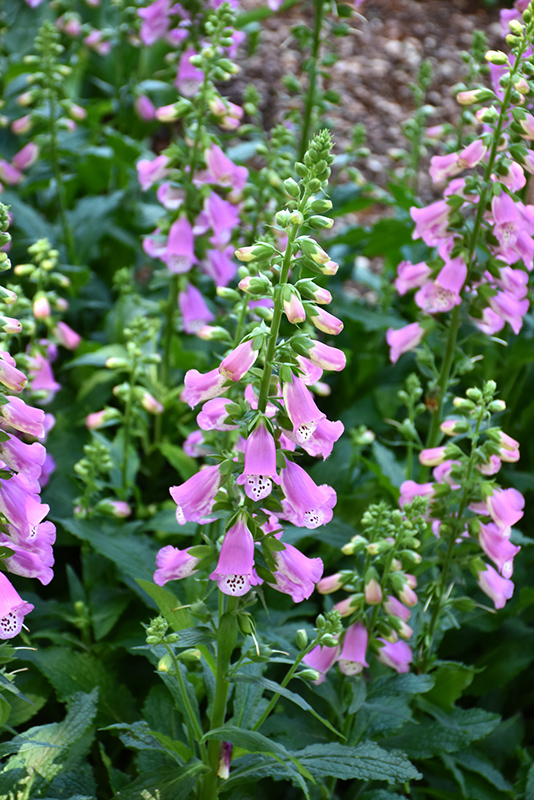 Pink Panther Foxglove (Digitalis 'Pink Panther') at Plants Unlimited