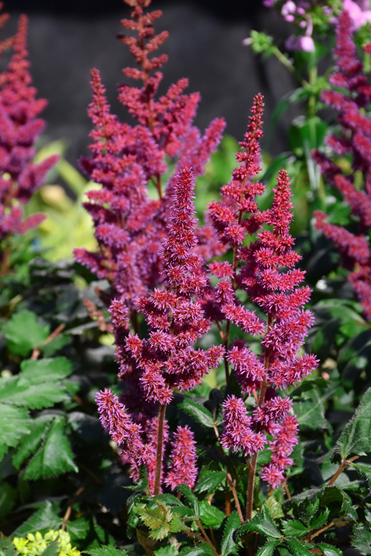 Visions in Red Chinese Astilbe (Astilbe chinensis 'Visions in Red') at Plants Unlimited