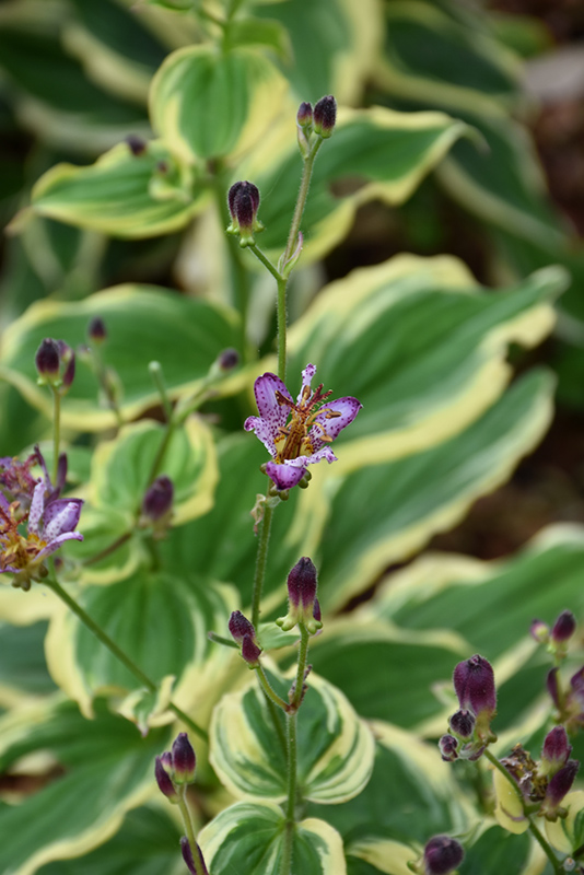 Samurai Toad Lily (Tricyrtis formosana 'Samurai') at Plants Unlimited
