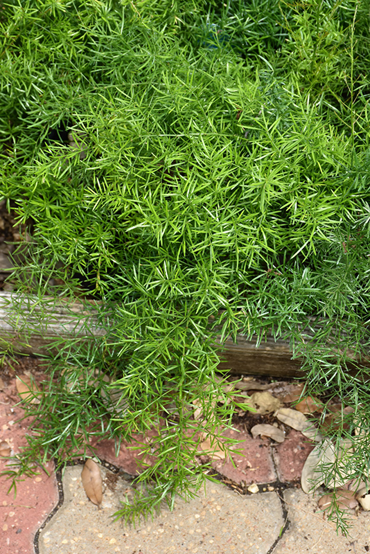 Sprengeri Asparagus Fern (Asparagus densiflorus 'Sprengeri') at Plants Unlimited