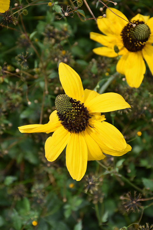 Giant Coneflower (Rudbeckia maxima) at Plants Unlimited