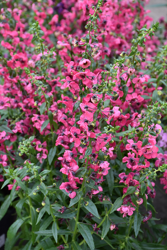 Pink Angelonia (Angelonia angustifolia 'Pink') at Plants Unlimited
