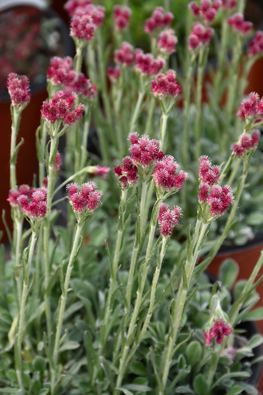 Red Pussytoes (Antennaria dioica 'Rubra') at Plants Unlimited