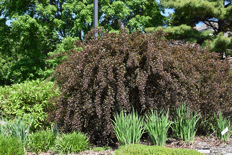Summer Wine Ninebark (Physocarpus opulifolius 'Seward') at Plants Unlimited