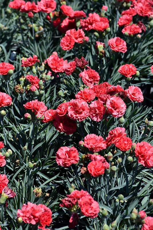 Early Bird Chili Pinks (Dianthus 'Wp10 Sab06') at Plants Unlimited