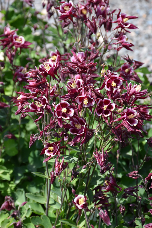 Winky Red And White Columbine (Aquilegia 'Winky Red And White') at Plants Unlimited