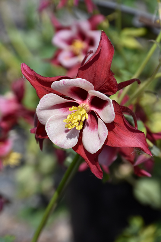Swan Red and White Columbine (Aquilegia 'Swan Red and White') at Plants Unlimited