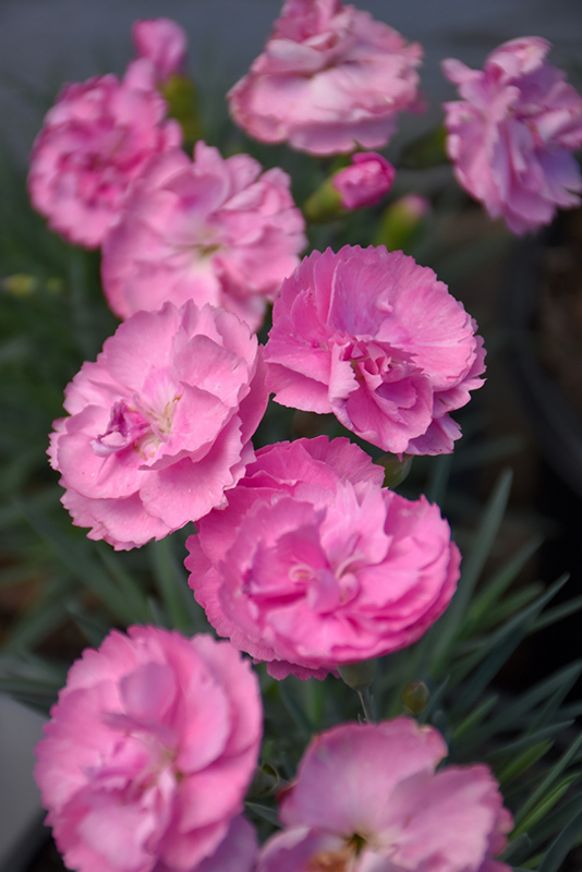 Fruit Punch Sweetie Pie Pinks (Dianthus 'Sweetie Pie') at Plants Unlimited