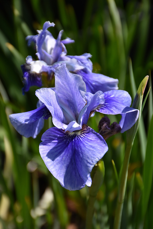 Sky Mirror Siberian Iris (Iris sibirica 'Sky Mirror') at Plants Unlimited