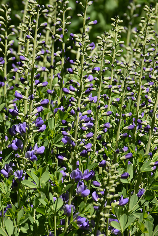 Purple Smoke False Indigo (Baptisia 'Purple Smoke') at Plants Unlimited